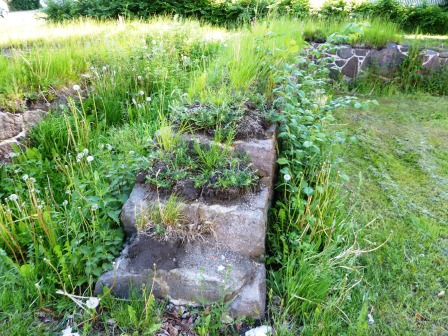 Grønt og frodig i de gamle ruinene. Lite av dagens ruiner som minner om fortidens storhet. (Foto: Thomas Nilsen)